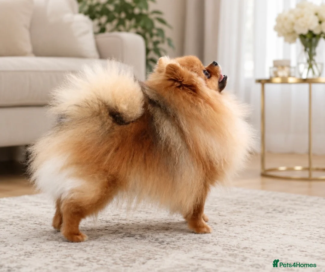 Pomeranian dogs for sale: Champion Bloodline KC Pomeranian Male Available - Advert 1