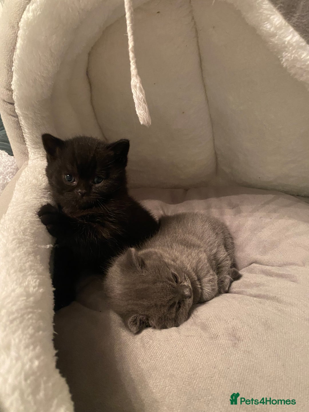 British Shorthair cats for sale: Stunning Unique Pedigree Black British Shorthair  - Advert 8