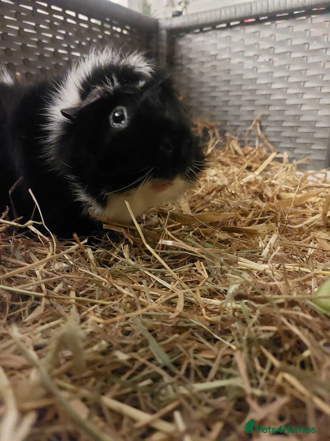 Guinea Pig rodents for sale: 2 x Male Guinea Pigs - Advert 3