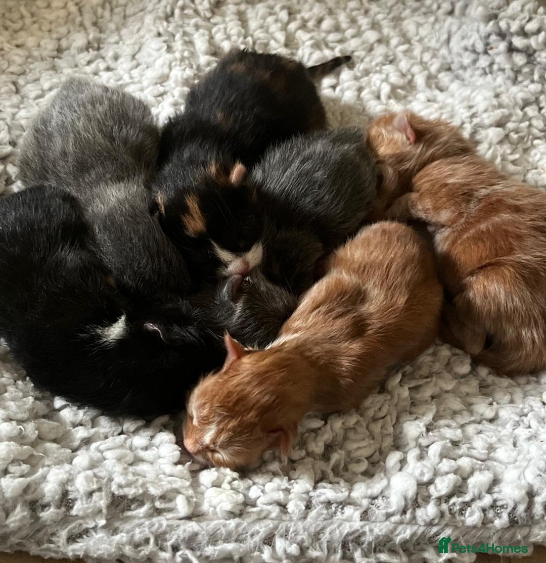British Shorthair cats for sale: three lovely ladies for sale - Image 9