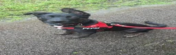 Mixed Breed dogs for sale: Pepsi - German Shepard x staffy 7 months in Leyland - Advert 11