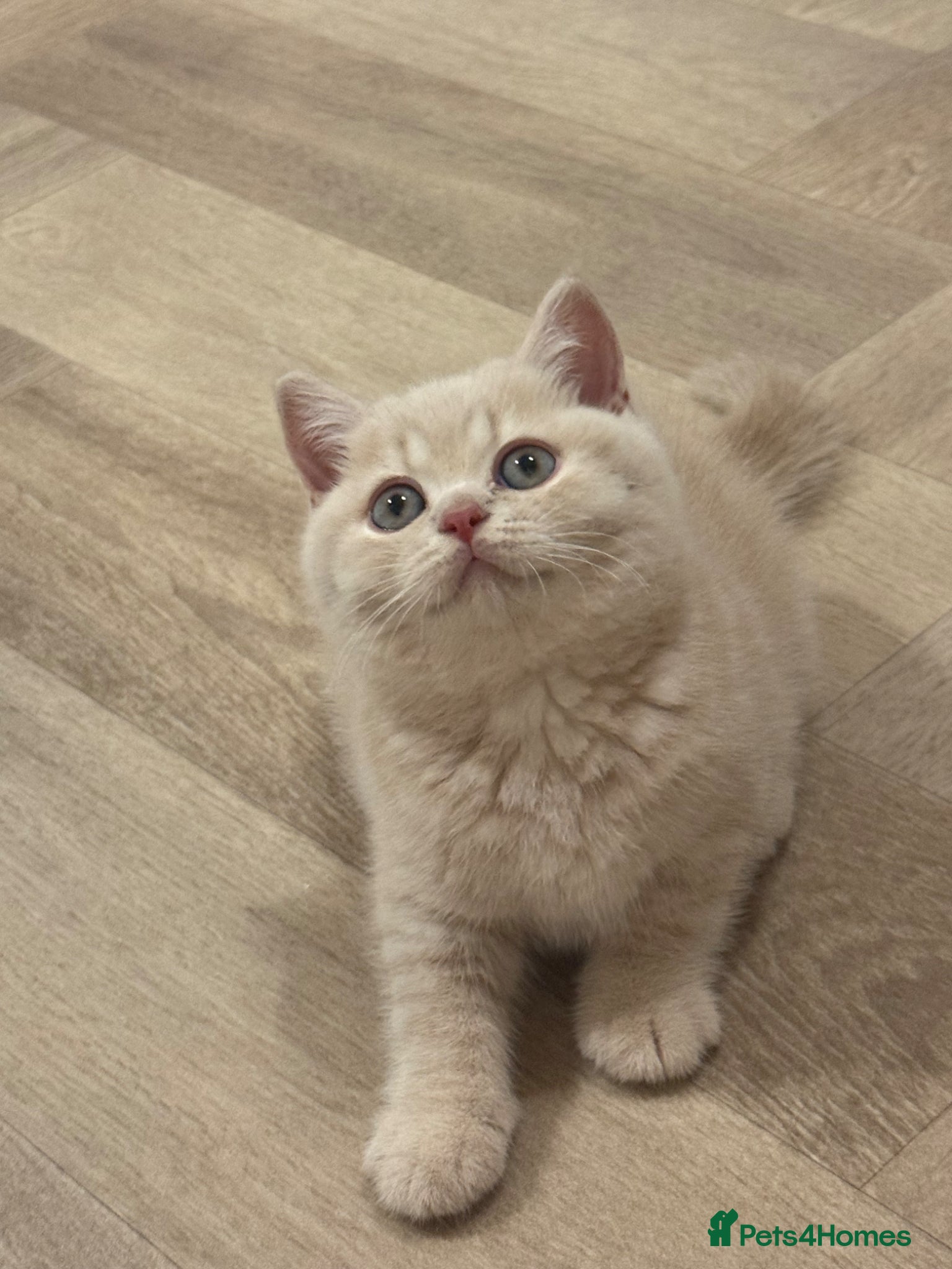 British Shorthair cats CREAM BRITISH SHORTHAIR MALE - GCCF REG - Advert 1