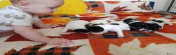 Jack Russell dogs for sale: 5 Beautiful Jack Russell Puppies - Advert 5