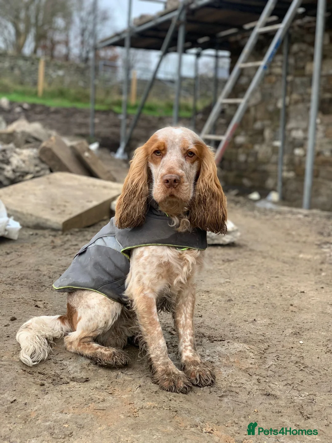 Cocker Spaniel dogs for sale: Working Cocker Spaniel - Advert 2