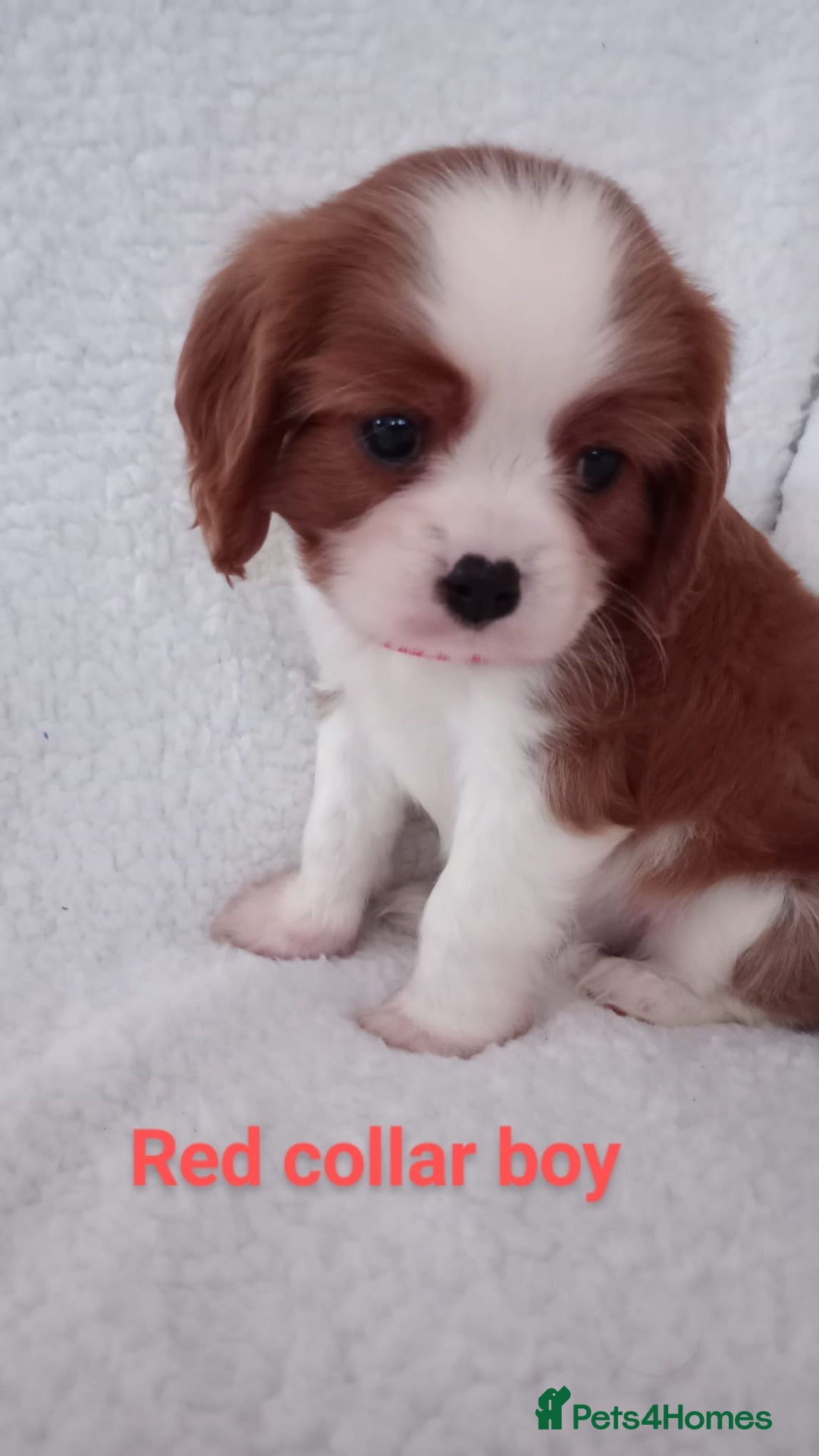 Cavalier King Charles Spaniel dogs for stud: Merlesque 5⭐️ cavalier stud DNA/Heart/Eye tests in Birmingham - Advert 15