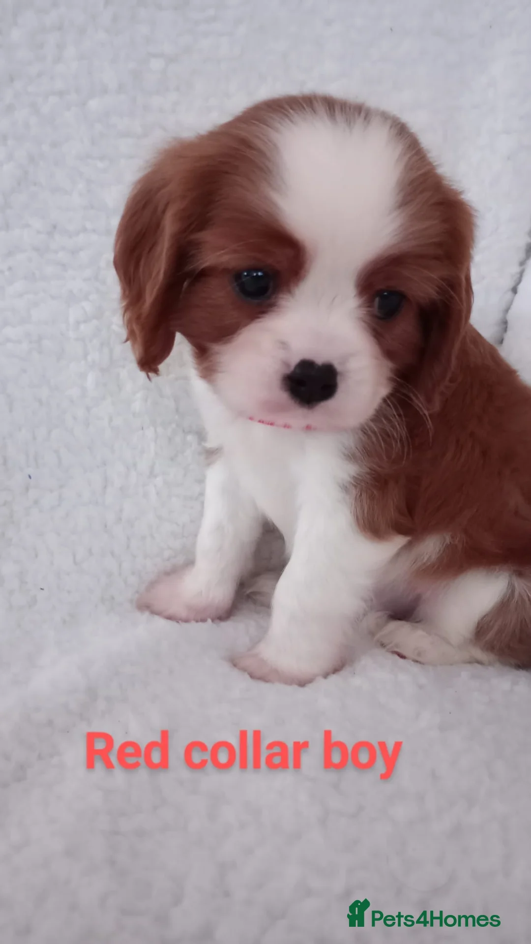 Cavalier King Charles Spaniel dogs for stud: Merlesque 5⭐️ cavalier stud DNA/Heart/Eye tests in Birmingham - Advert 15