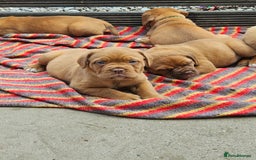 Dogue De Bordeaux dogs for sale: Dogue de bordeaux pups  - Image 15