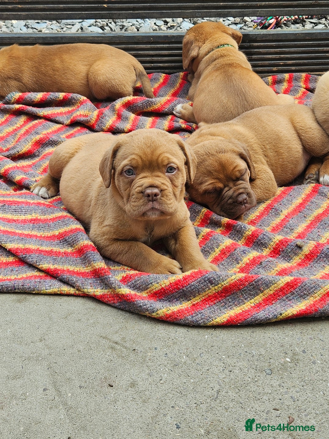Dogue De Bordeaux dogs for sale: Dogue de bordeaux pups  - Image 15