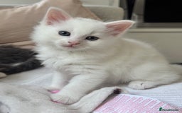 Siberian cats for sale: Siberian Hypoallergenic Kittens  - Image 3