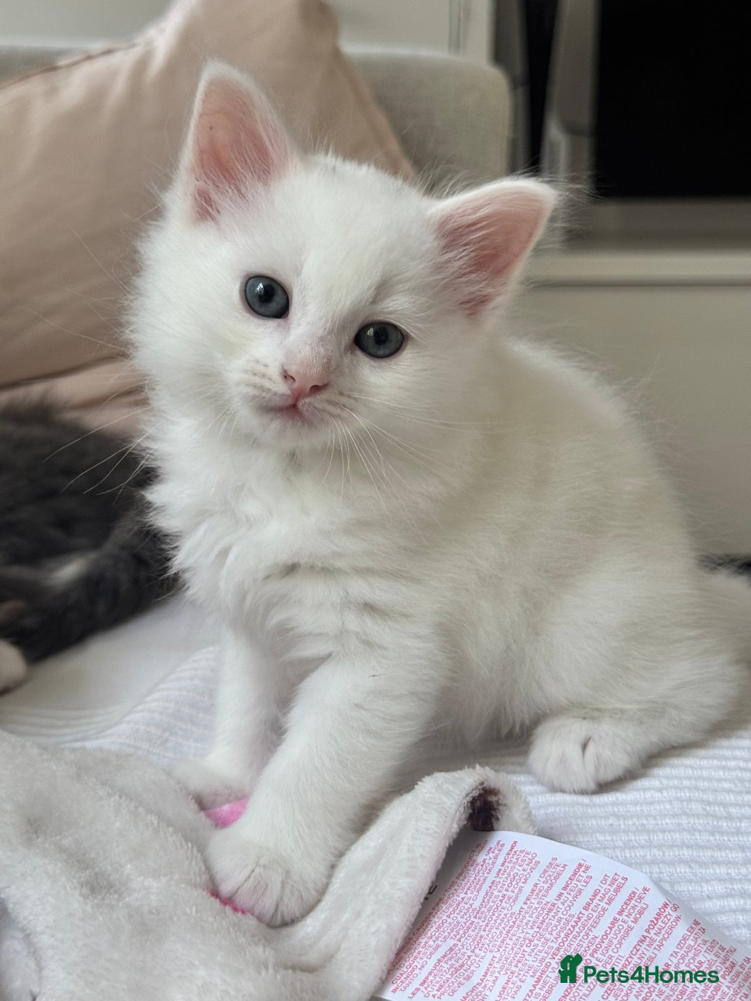 Siberian cats for sale: Siberian Hypoallergenic Kittens  - Image 3