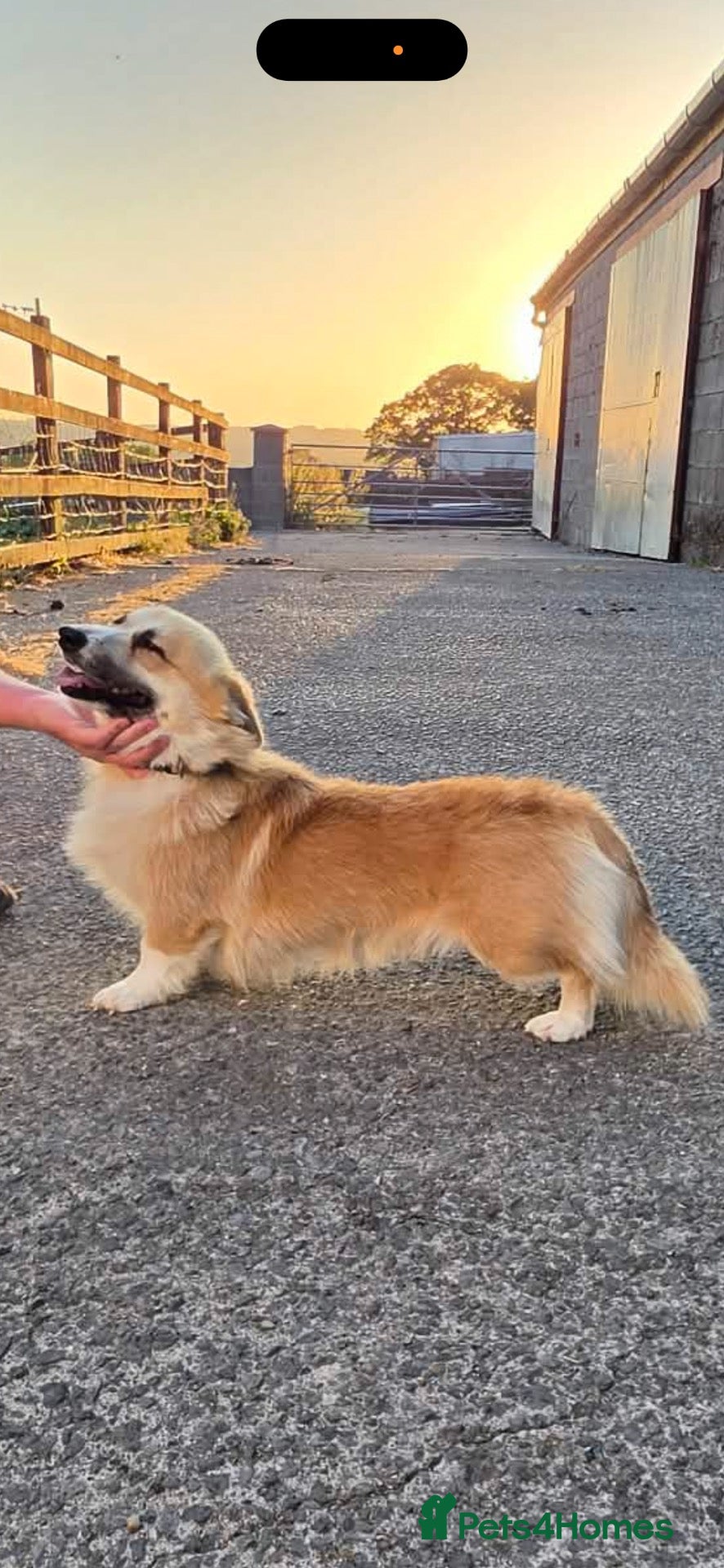 Welsh Corgi Pembroke dogs 2 Gorgeous Welsh Pembroke corgis 🩷💙 - Advert 2