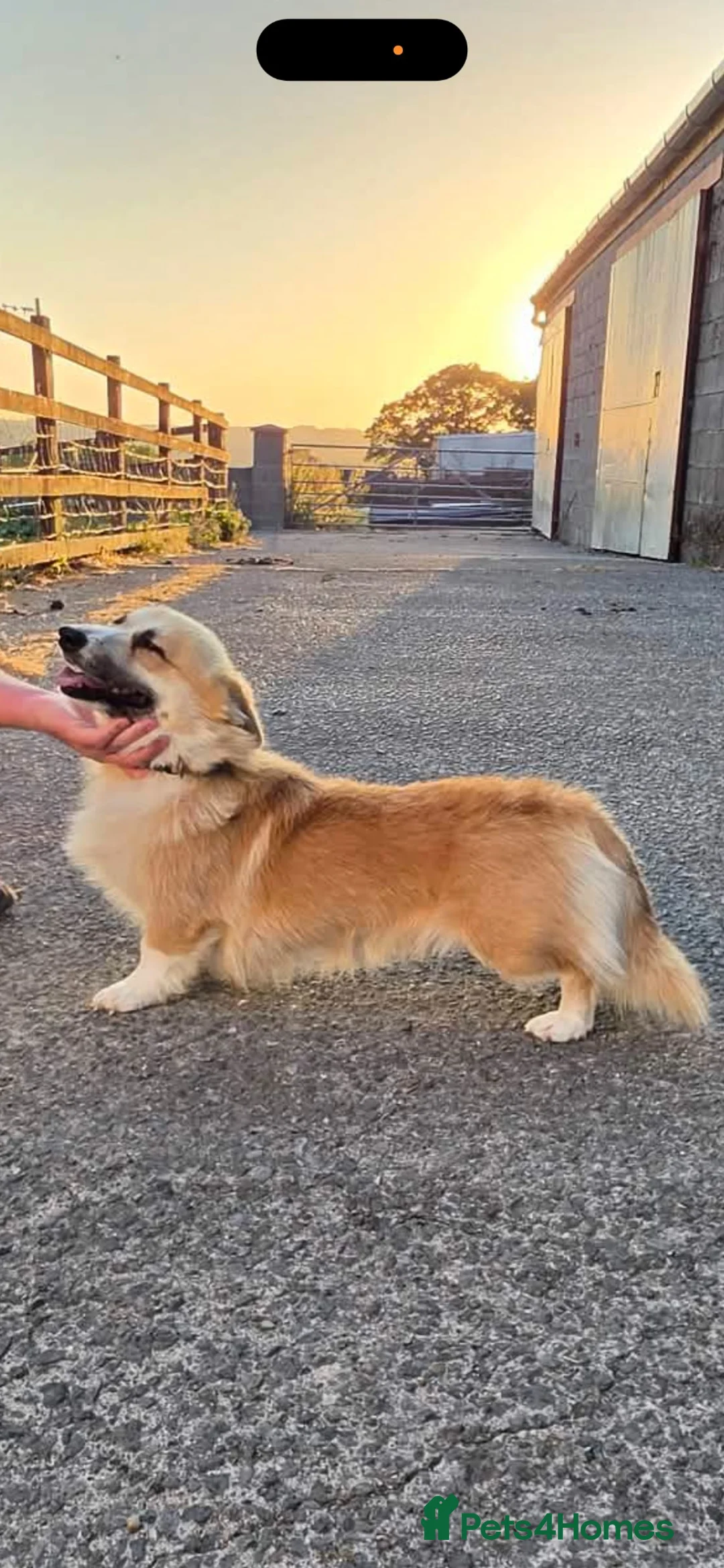 Welsh Corgi Pembroke dogs for sale: 2 Gorgeous Welsh Pembroke corgis 🩷💙 - Advert 2