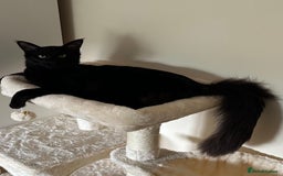 Oriental cats for stud: Guss  - Image 3