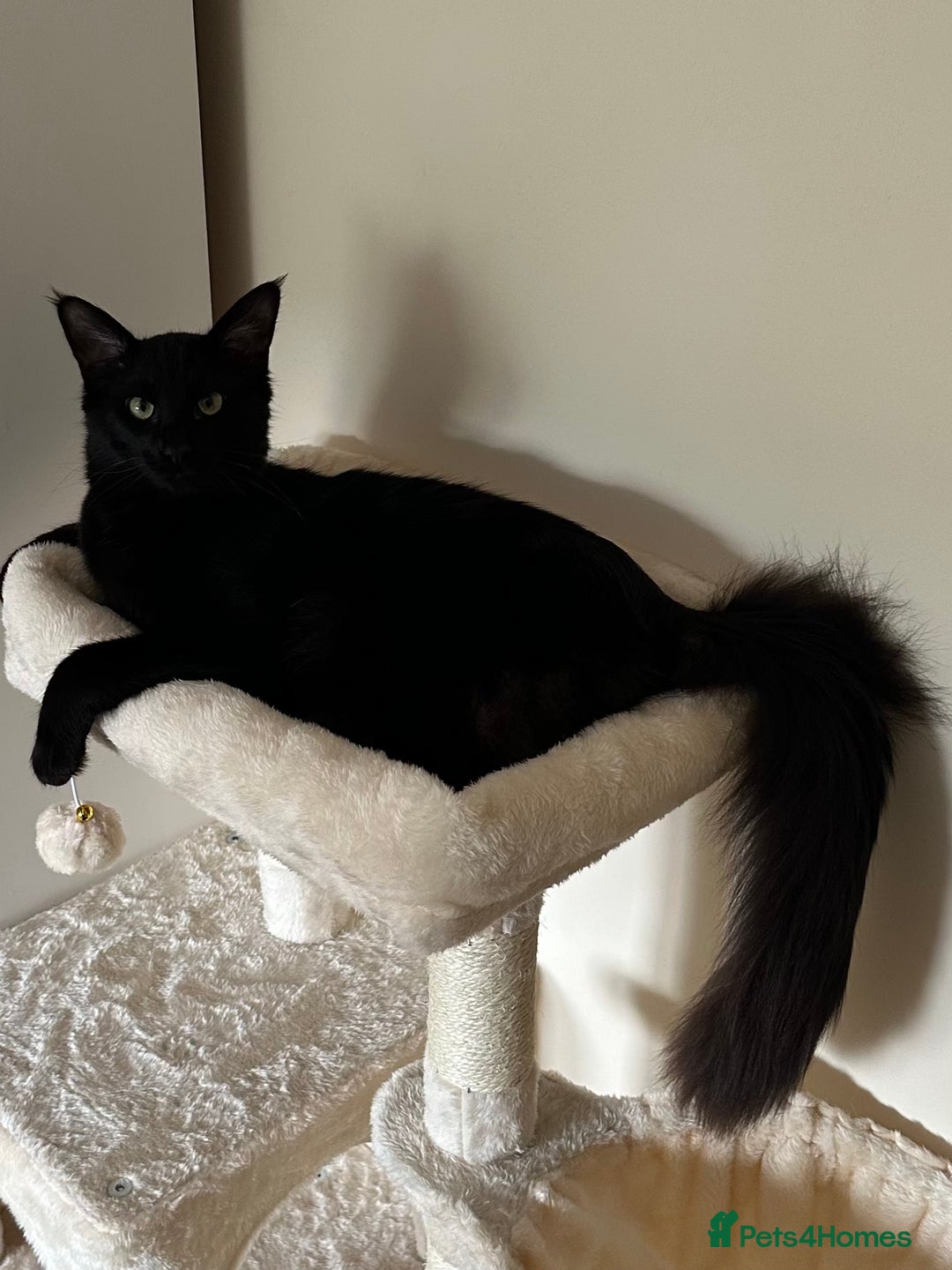 Oriental cats for stud: Guss  - Image 3