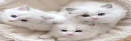 Ragdoll cats for sale: READY NOW ***** INDOOR PEDIGREE RAGDOLL KITTENS - Advert 16