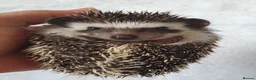 Pygmy Hedgehog rodents for sale: Full pedigree African pygmy hedgehog babies  - Advert 4
