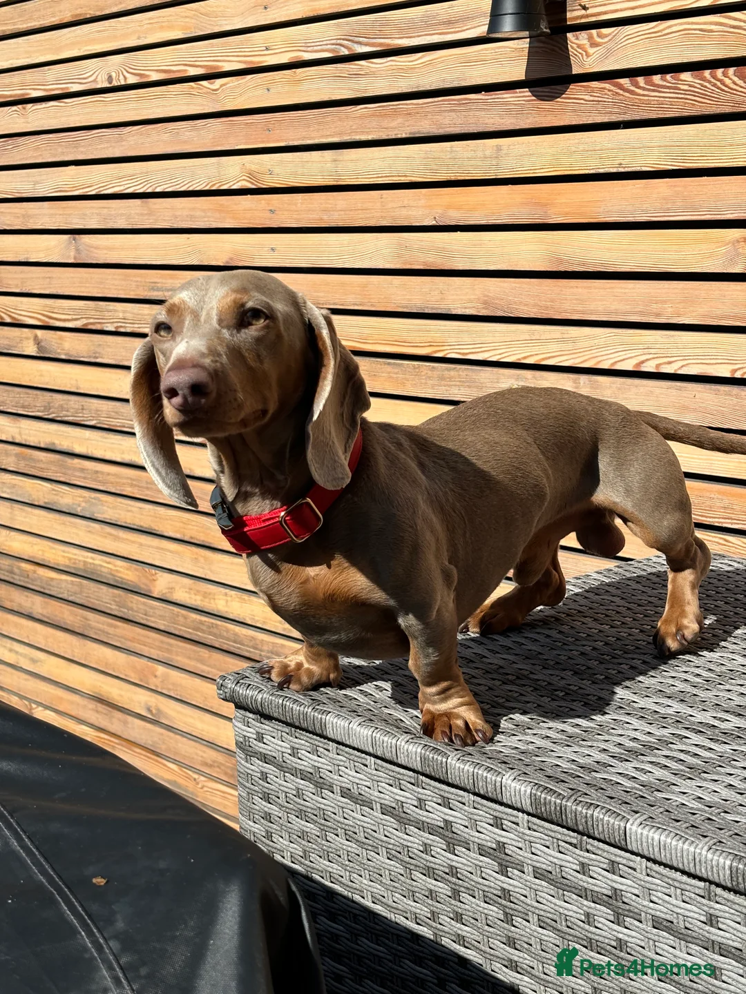 Miniature Dachshund dogs for stud: KC reg Isabella & Tan Stud! Free ovulation test in Stockton-on-Tees - Advert 3