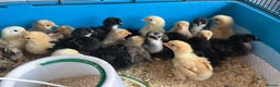 Chickens poultry for sale: Pekin Bantam Chicks, Growers, Hens, Hatching Eggs - Advert 5