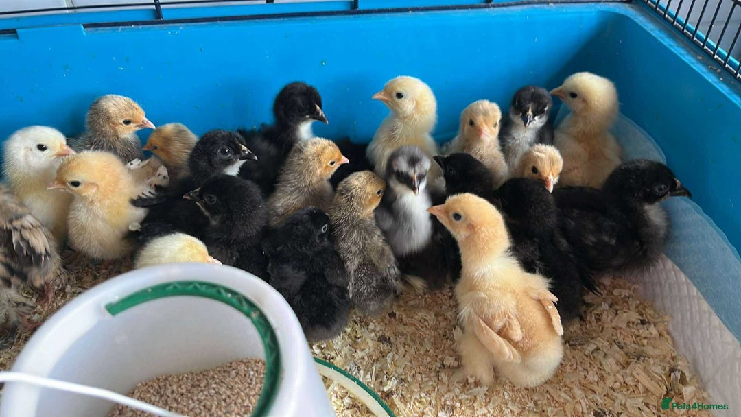Chickens poultry for sale: Pekin Bantam Chicks, Growers, Hens, Hatching Eggs - Image 5