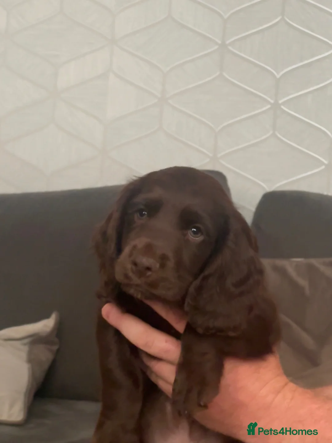 Cocker Spaniel dogs for sale: Working cocker spaniel pups 🐶 - Advert 3