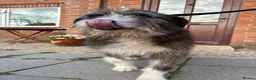 Mixed Breed dogs for adoption: Duncan - Norwich Norfolk  - Advert 13
