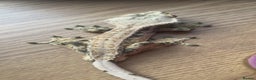 Gecko reptiles for sale: 1.0 Male Crested Gecko  - Advert 4
