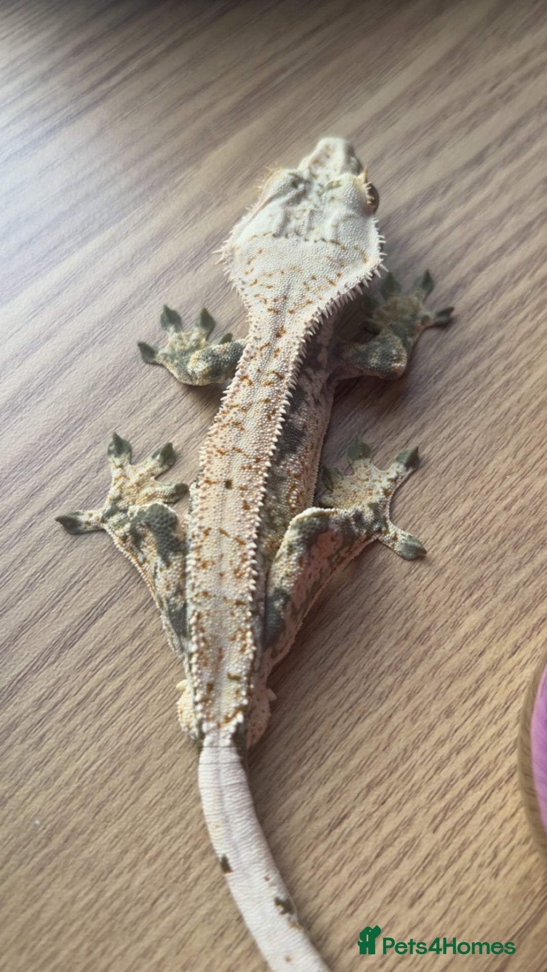 Gecko reptiles for sale: 1.0 Male Crested Gecko  - Advert 4
