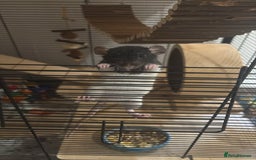 Rat rodents for sale: 2 dumbo Rex rats and one normal dumbo rat - Image 6