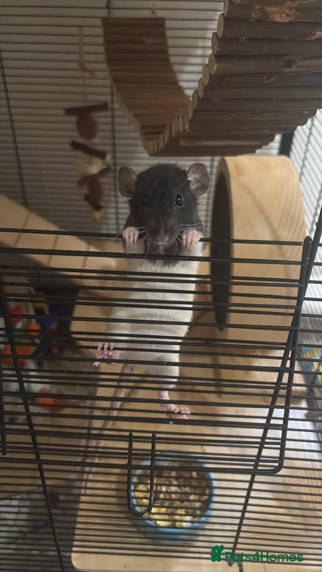 Rat rodents for sale: 2 dumbo Rex rats and one normal dumbo rat - Image 6