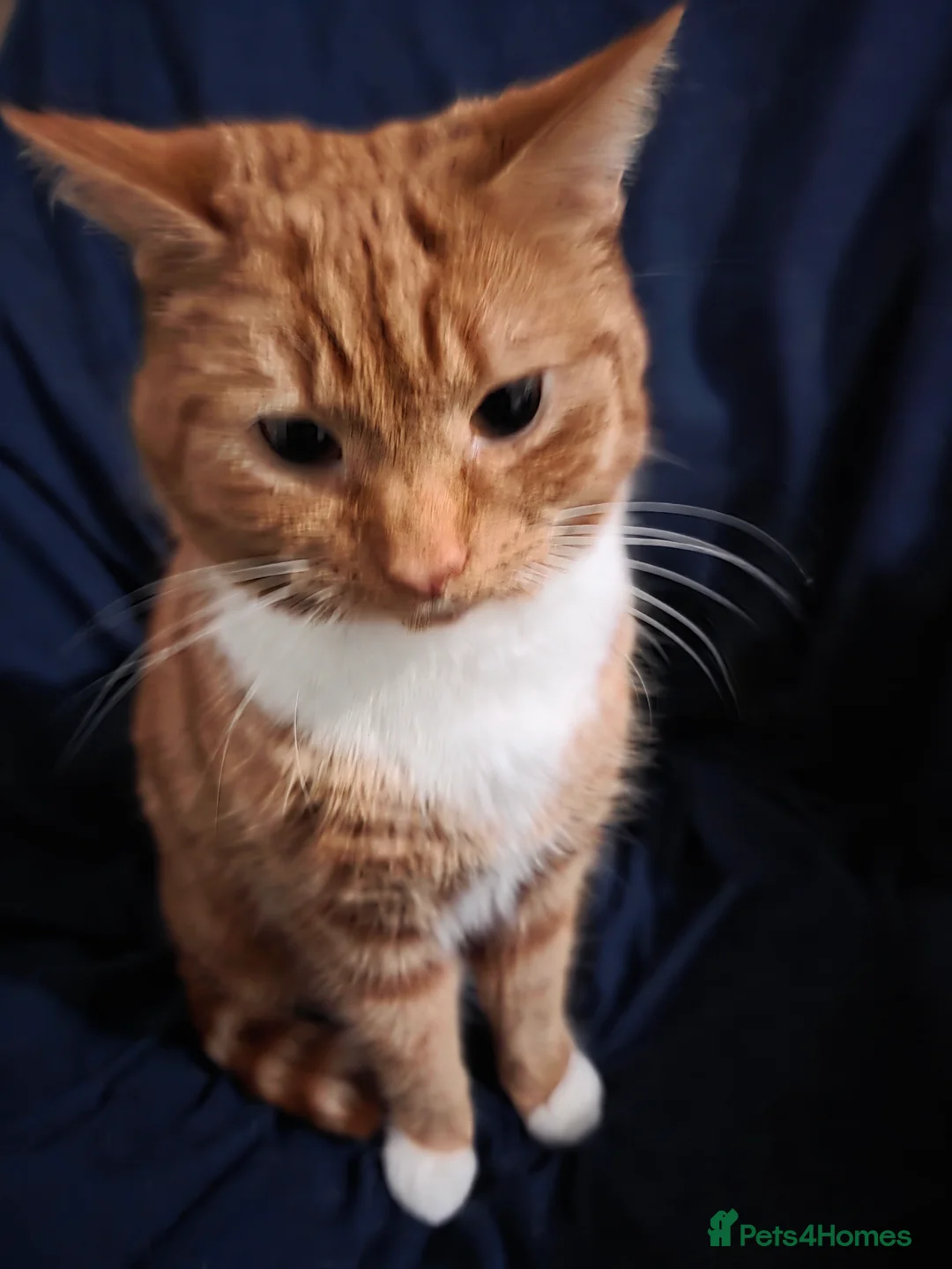 Mixed Breed cats for sale: Rehoming Ash and Gizmo  - Advert 3