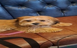 Shorkie dogs for sale: Beautiful Pixie needs forever home - Image 10