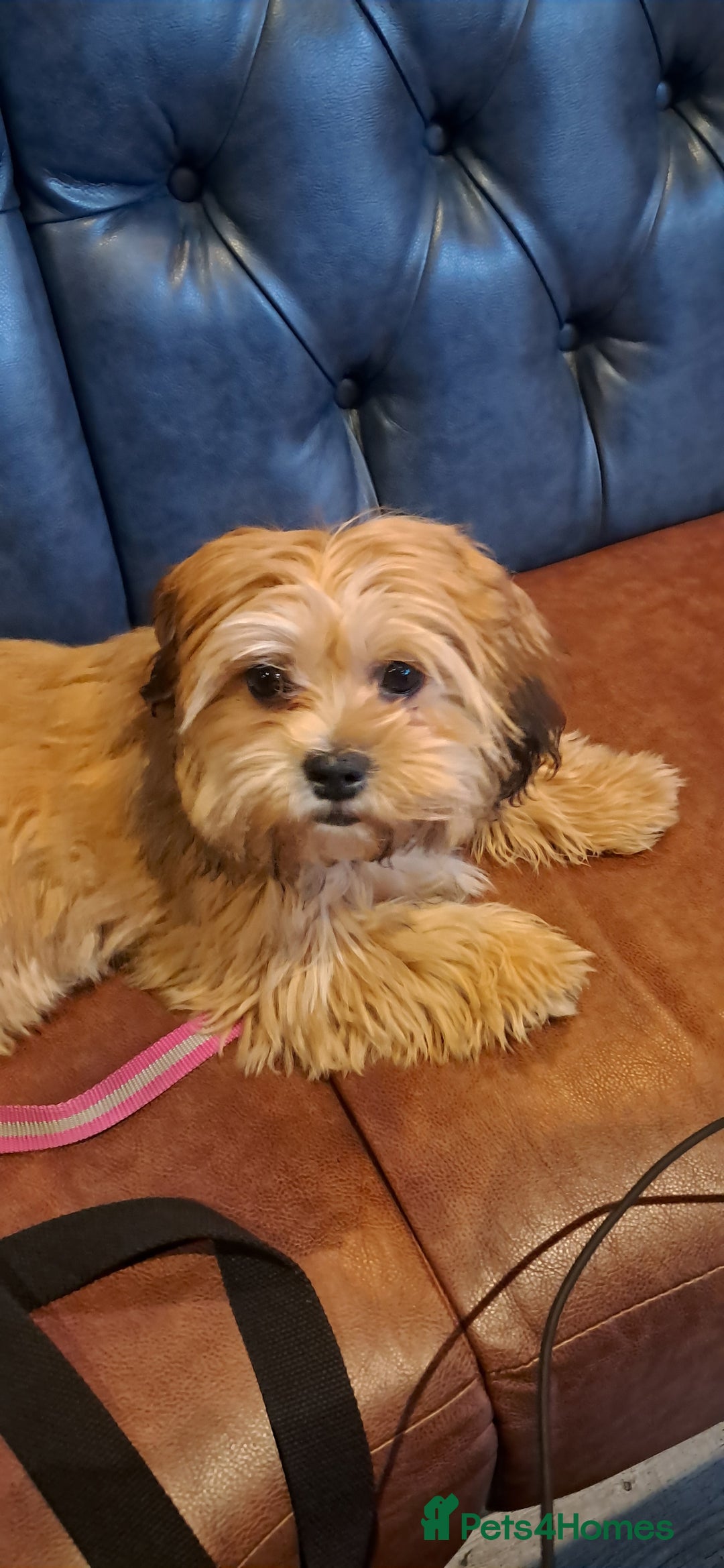 Shorkie dogs for sale: Beautiful Pixie needs forever home - Image 10