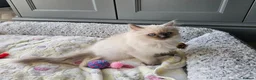Ragdoll cats for sale: Adorable Kittens Looking for Their Forever Homes🐾 in Macclesfield - Advert 3