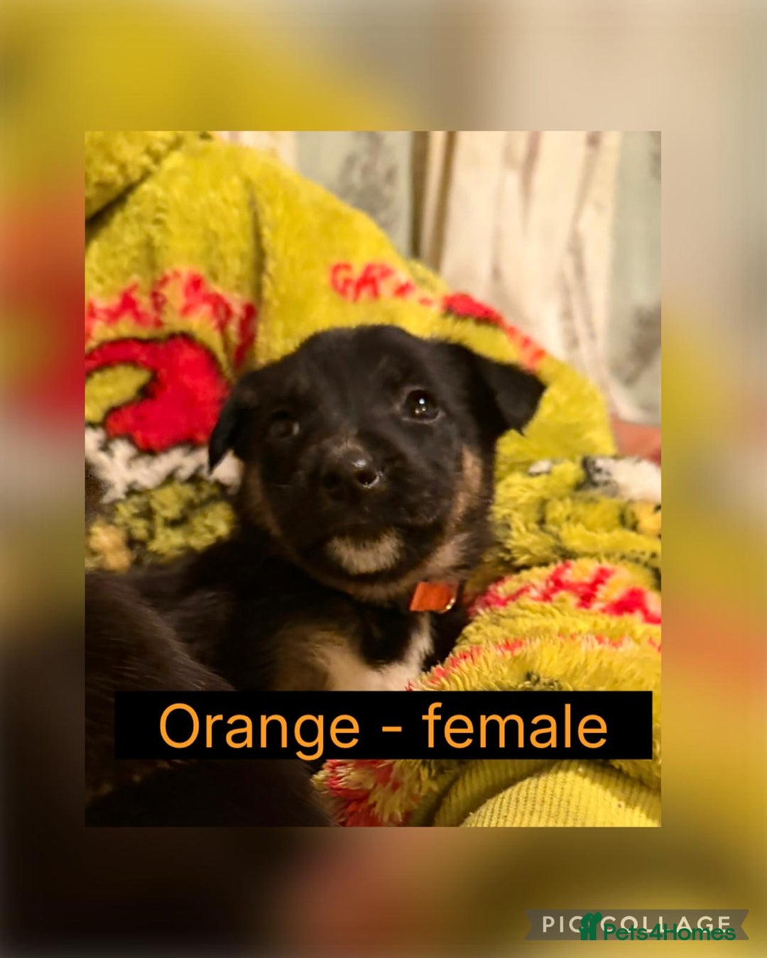 Mixed Breed dogs for sale: German Shepherd X BlueMerletan border collie  - Advert 9