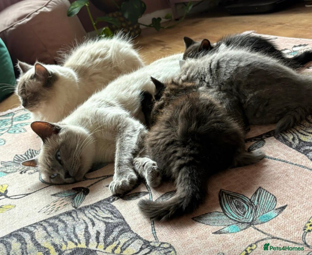 British Shorthair cats for sale: Solid Black British Shorthair  - Image 8