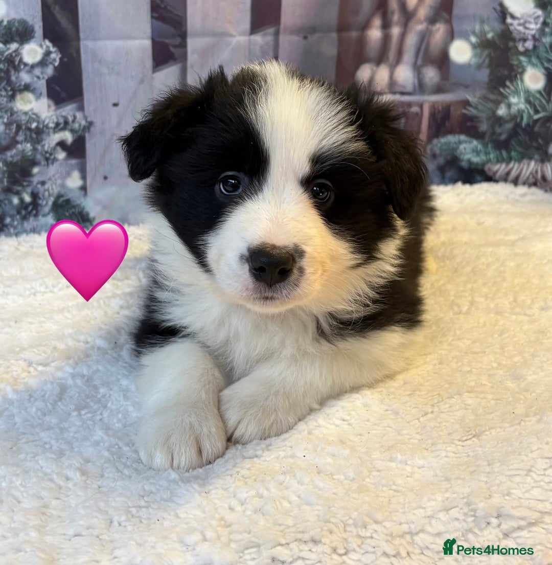 Border Collie dogs for sale: Quality KC Show Line Border Collies 🏅🧬 - Advert 4