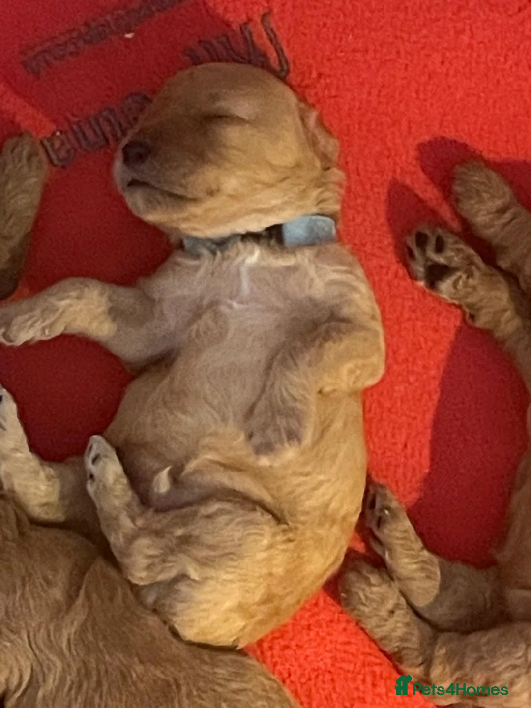 Miniature Poodle dogs for sale: Miniature poodle puppies KC reg council licensed - Advert 2