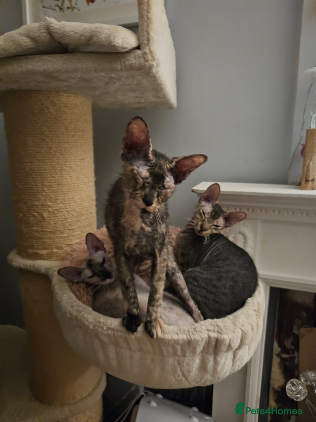 Sphynx cats for sale: Sphynx x Siamese kittens - Advert 4