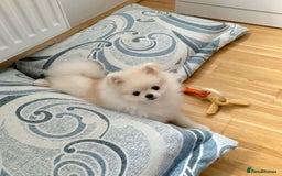 Pomeranian dogs for sale: Poppy is a beautiful fluffy little Pomeranian girl - Advert 5