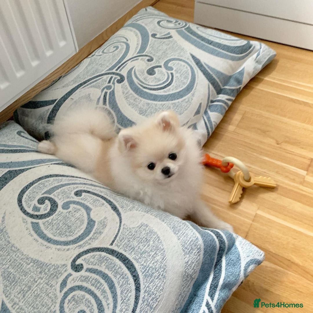Pomeranian dogs for sale: Poppy is a beautiful fluffy little Pomeranian girl - Advert 5