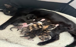 Mixed Breed cats for sale: Beautiful kittens  - Image 12