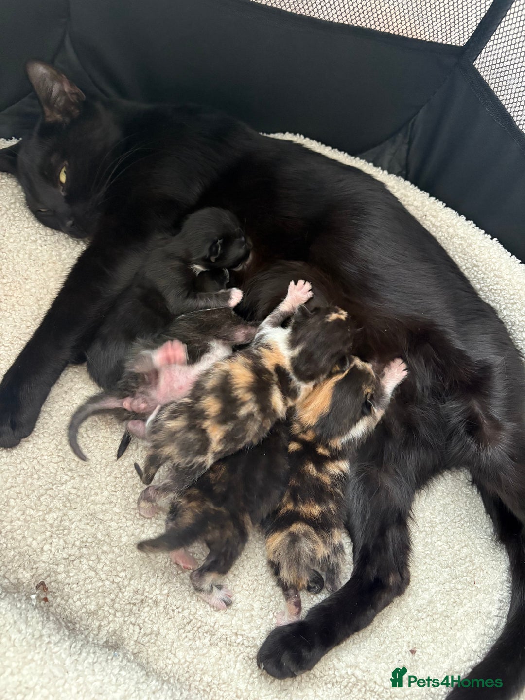 Mixed Breed cats for sale: Beautiful kittens  - Image 12