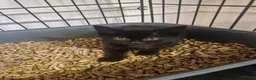 Mixed Breed cats for sale: Black cats  - Advert 24