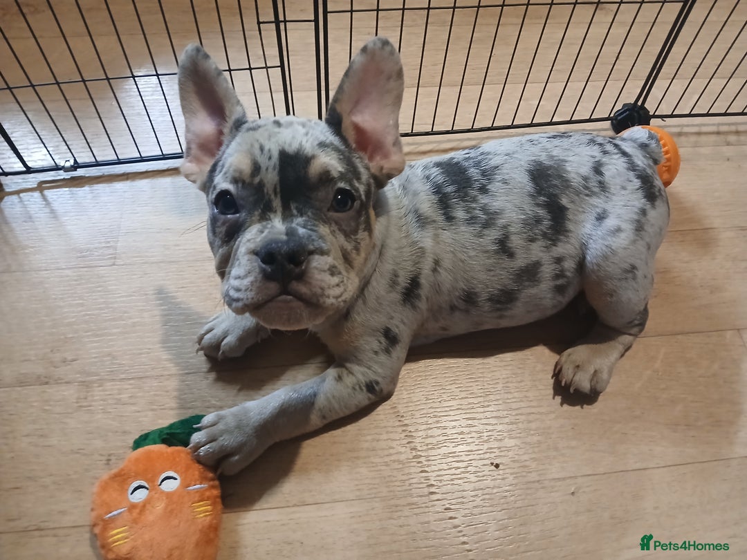 French Bulldog dogs for sale: French bulldog puppies x7  - Advert 16