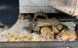 Gerbil rodents for sale: Persian Jirds - Image 3