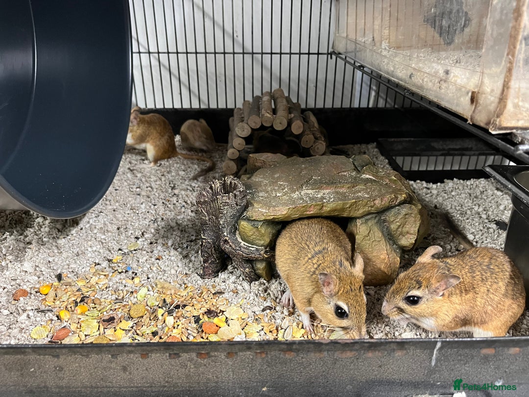 Gerbil rodents for sale: Persian Jirds - Image 3