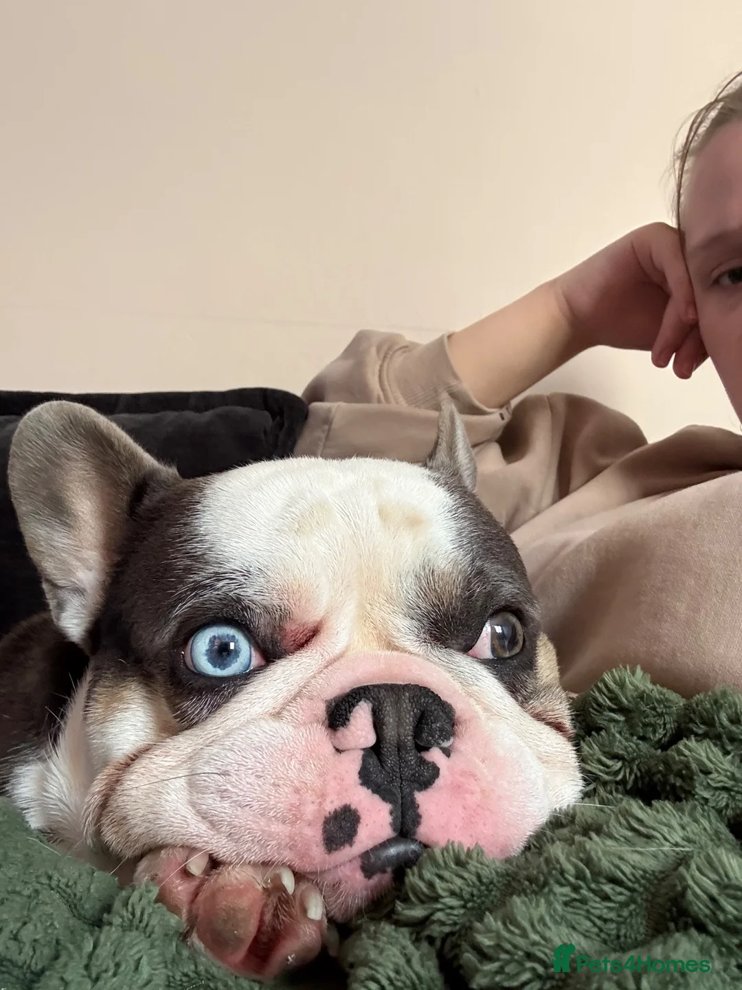 French Bulldog dogs for sale: French bulldog - Advert 1