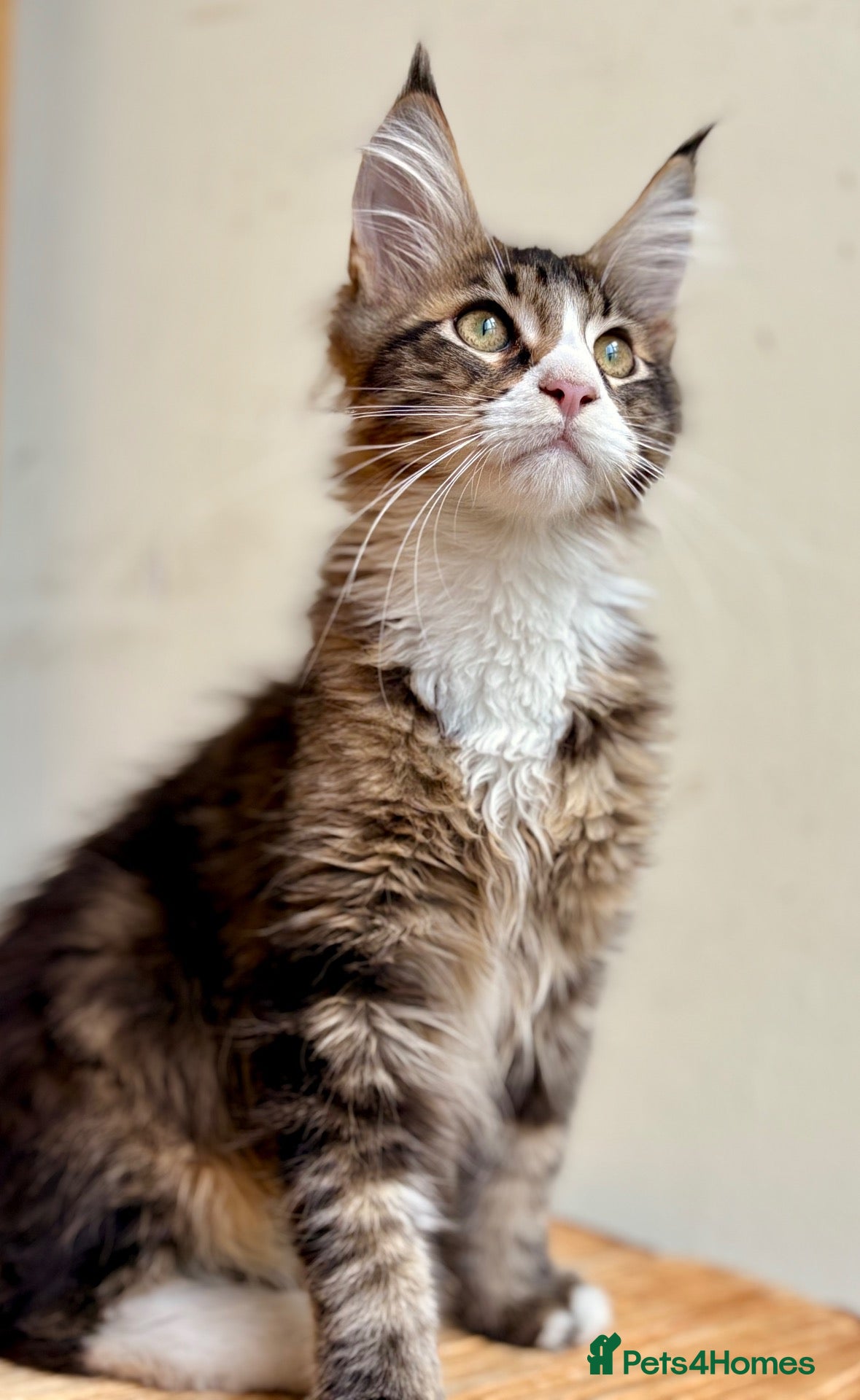 Maine Coon cats Beautiful Maine coon cats - Advert 1