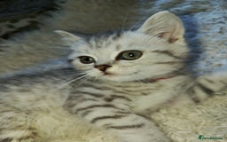 British Shorthair cats for sale: PUre tabby British short hair kittens - Image 6