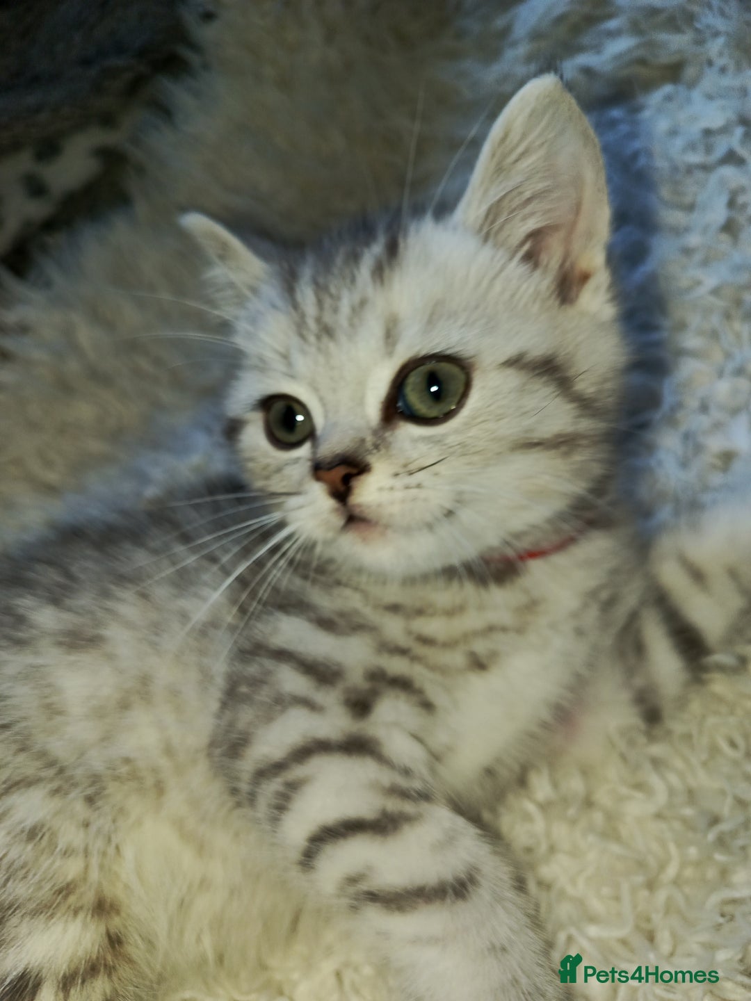 British Shorthair cats for sale: PUre tabby British short hair kittens - Image 6